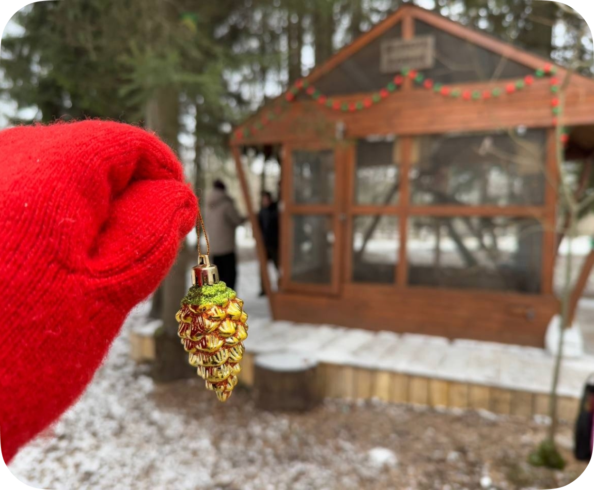 белки в парке